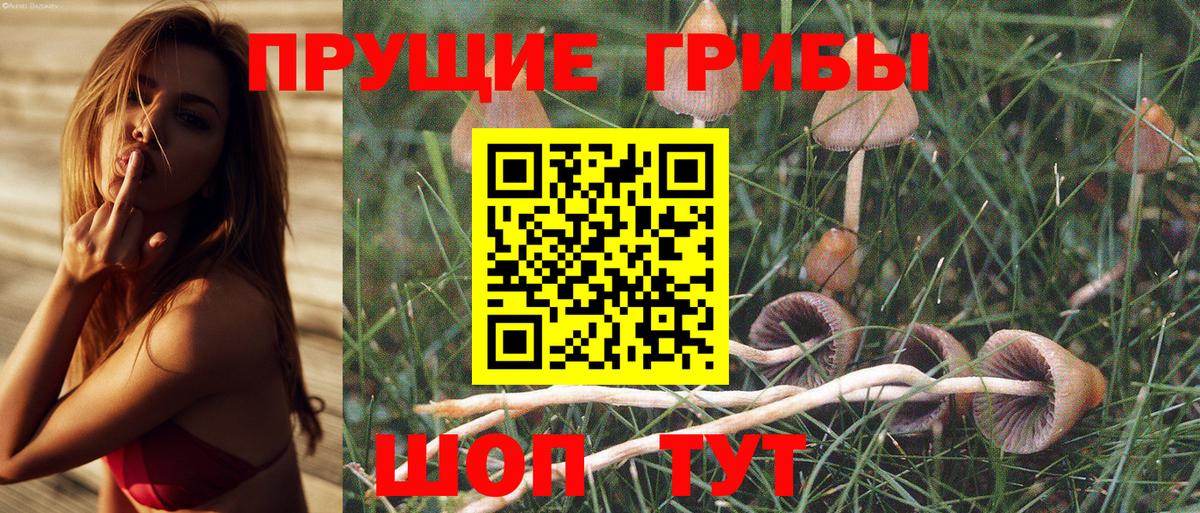 Кушва  Псилоцибиновые грибы Cubensis  Вход с VPN 